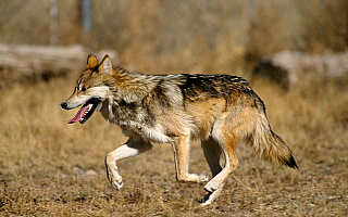 Trwa liczenie wilków i rysi